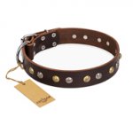 "Rare Flower" FDT Artisan Brown Leather American Bulldog Collar Adorned with Old-look Hemisphere Studs