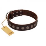 "Starry-Eyed" Best Quality FDT Artisan Brown Designer Leather American Bulldog Collar with Small Plates