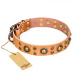 'Sophisticated Glamor' FDT Artisan Tan Leather American Bulldog Collar with Wonderful Old-Bronze Plated Decorations