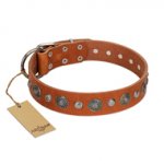 "Natural Beauty" FDT Artisan Tan Leather American Bulldog Collar with Shining Silver-like Studs
