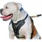 Exclusive Leather Harness for American Bulldog Training, Walking and Agitation Work