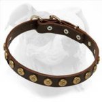 Leather American Bulldog Collar with Dotted Round Studs