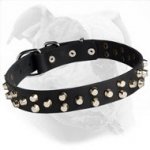 Leather Studded Canine Collar for American Bulldog Training/Walking