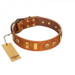"Egyptian Script" FDT Artisan Tan Leather American Bulldog Collar with Plates and Small Studs