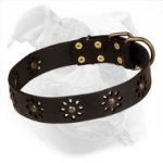 Decorated Leather Collar for American Bulldog | Spring Mood