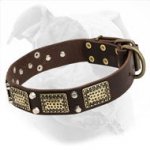 American Bulldog Leather Collar with Large Brass Plates