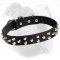 Leather Studded Canine Collar for American Bulldog Training/Walking