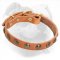 Designer Leather American Bulldog Collar with Brass Studs for Puppy Walking