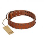 "Star Light" Stylish FDT Artisan Tan Leather American Bulldog Collar with Silver-Like Studs
