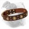 Decorated American Bulldog Collar | "Golden Knights"