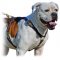 Exquisite Leather Harness with Perfect Air Circulation for Your American Bulldog