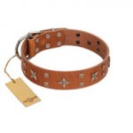 "Dreamy Gleam" FDT Artisan Tan Leather American Bulldog Collar Adorned with Stars and Squares