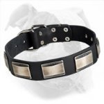 Buy Leather American Bulldog Collar with Decorated Large Nickel Plates for Walking
