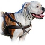 Tracking/Pulling Leather Dog Harness For American Bulldog