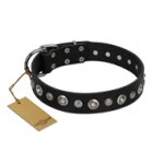 "Genteel Charm" FDT Artisan Black Leather American Bulldog Collar with Silver-like Round Conchos