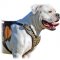 Studded Walking and Training Leather Dog Harness for American Bulldog