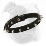 Elegant Spiked Leather American Bulldog Collar for Daily Walking
