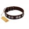 "High and Mighty" FDT Artisan Classy Brown Leather American Bulldog Collar with Embellished Brooches