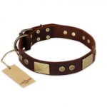"Shining Armour" FDT Artisan Brown Leather American Bulldog Collar with Decorations