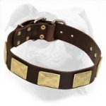 American Bulldog Leather Collar with Brass Massive Plates