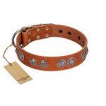 "Woofy Majesty" FDT Artisan Tan Leather American Bulldog Collar with Round Silver-like Plates