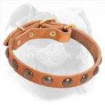 Designer Leather American Bulldog Collar with Brass Studs for Puppy Walking