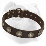 Fashion Leather Dog Collar with Silvery Conchos for Walking American Bulldog