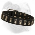 Luxurious Daily Walking and Training Collar for American Bulldog