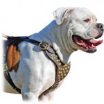 Studded Walking and Training Leather Dog Harness for American Bulldog