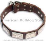 Exquisite American Bulldog Collar Decorated with Silver Color Plates