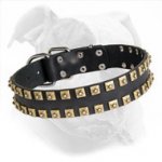 Leather American Bulldog Collar with Brass Studs for Walking and Training