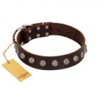"Lucky Silver" Designer Handmade FDT Artisan Brown Leather American Bulldog Collar