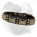Leather Canine Collar with Brass Spikes and Nickel Vintage Plates for American Bulldog