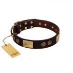 "Bow-Wow Effect" FDT Artisan Brown Leather American Bulldog Collar with Plates and Ornate Studs