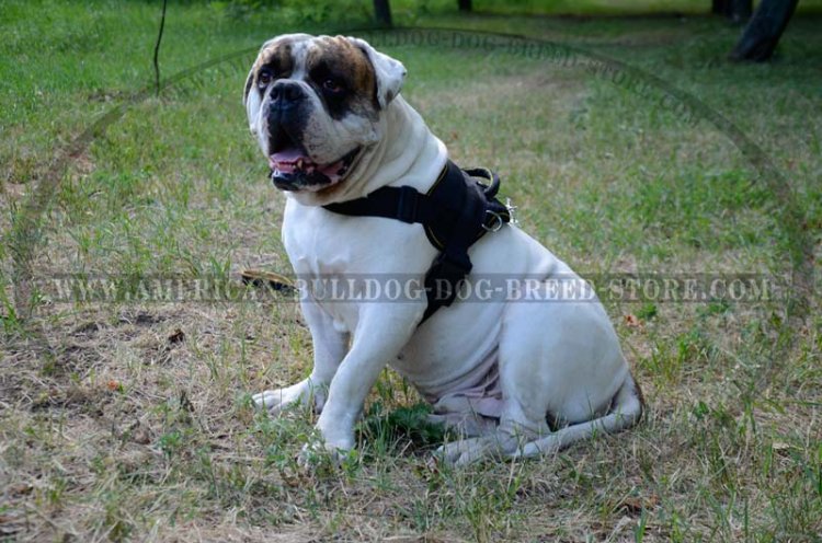 bulldog pulling