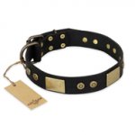 "Spanish night" FDT Artisan Fashionable Leather Walking American Bulldog Collar