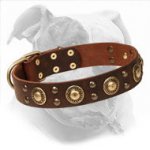 Decorated American Bulldog Collar | "Golden Knights"