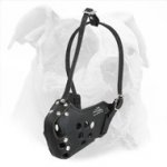 American Bulldog Leather Muzzle for Agitation Training