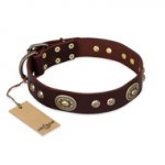 "Breath of Elegance" FDT Artisan Decorated with Plates Brown Leather American Bulldog Collar