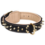 Fur Protection Spiked Padded Leather American Bulldog Collar Fur Protection Spiked Padded Leather American Bulldog Collar