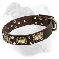 American Bulldog Leather Collar with Large Brass Plates