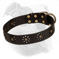 Decorated Leather Collar for American Bulldog | Spring Mood