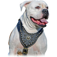 Decorated with Brass Studs Leather Harness for American Bulldog