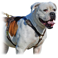 Exquisite Leather Harness with Perfect Air Circulation for Your American Bulldog