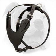 Heavy Duty American Bulldog Harness for Attack/Agitation Training