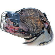 Muzzle for American Bulldog and English Bulldog – CollarDirect