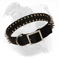 Any Weather Nylon Dog Collar for American Bulldog