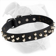 Leather Studded Canine Collar for American Bulldog Training/Walking