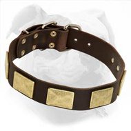 American Bulldog Leather Collar with Brass Massive Plates