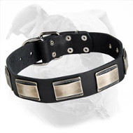 Buy Leather American Bulldog Collar with Decorated Large Nickel Plates for Walking